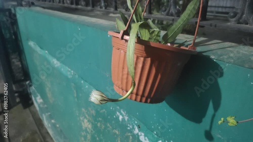 The beauty of the Wijaya Kusuma flower—also known as the Queen of the Night, the Flower of Glory, or Epiphyllum oxypetalum—when it blooms at night. This white-flowered plant has a fragrant aroma