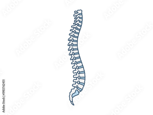 Simple blue outline illustration of a human spine showing the natural curves and vertebrae, on a white background.