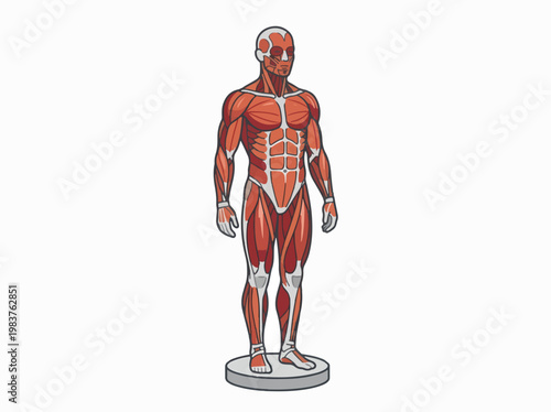 Detailed illustration of a full human body muscular system anatomical model, showing red muscles and white connective tissue on a stand against a white background.