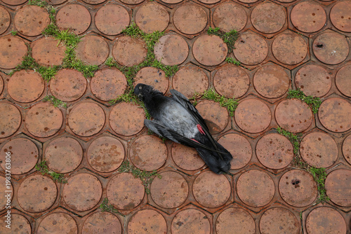 Closeup of Black pigeon lying dead on the pavement paved with worms beside the road at Thailand.