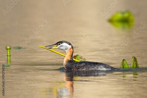   Red-necked grebe nest building.