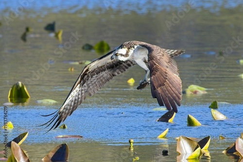   Osprey with fish over the lake.
