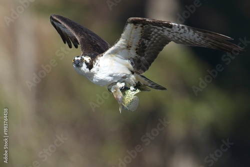   Osprey flying away with a fish.