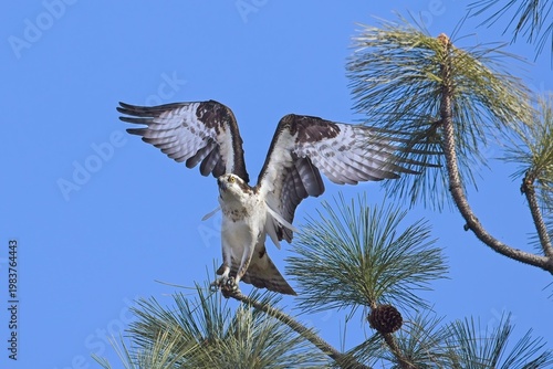  Osprey adjusts itself after landing.