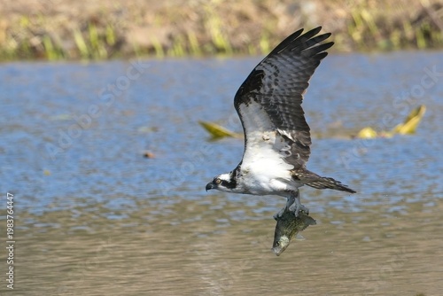  Osprey with a fish hanging from its claws.