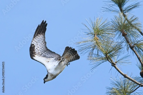  Osprey takes off from a tree.