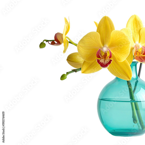 Yellow moth orchid flowers in a turquoise vase against a black backdrop in a studio setting; detailed petals and water reflections.