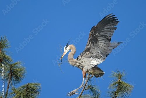  Heron coming in for a landing in a tree.