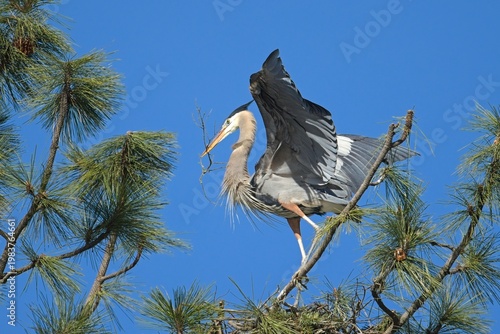   Heron on a branch with a stick