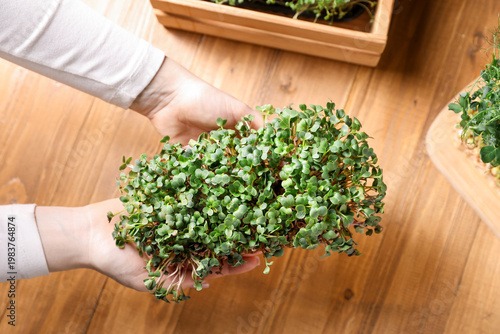 Woman with fresh microgreens at wooden table, top view