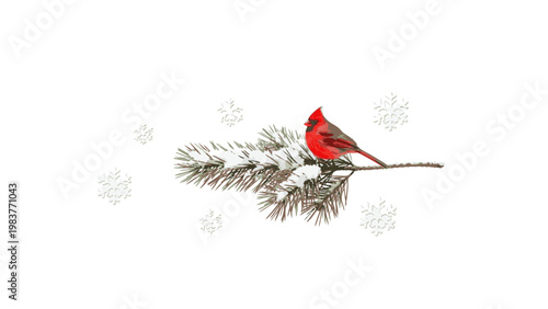A vibrant red cardinal perched on a snow-covered pine branch with falling snowflakes against a white background.