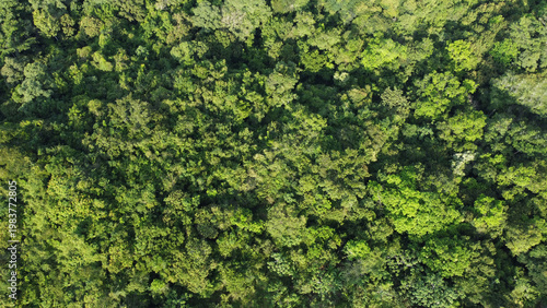 Fotografie top view of the forest, ecosystem and healthy environment