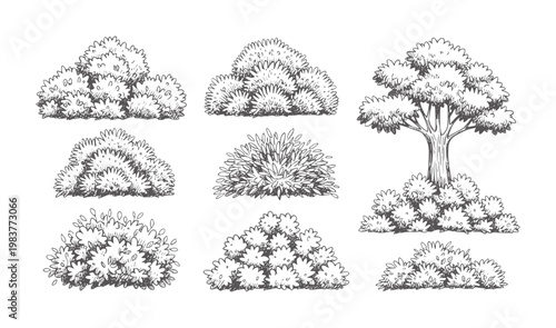 Black and white line of various shrubs and a tree collection