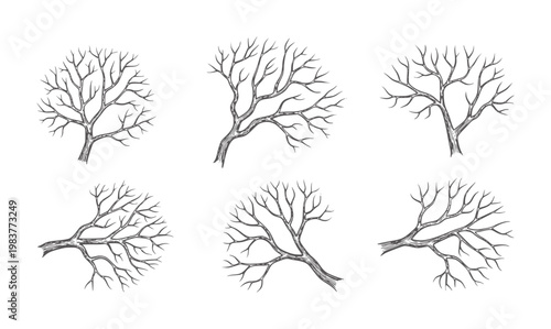 Black bare tree branch in varying shapes and orientations white branches trees