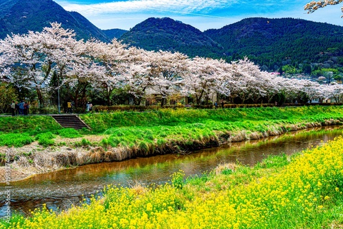 由布院の桜並木