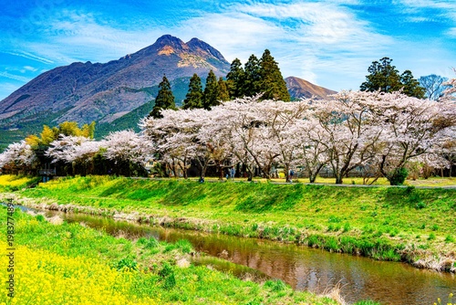 由布院の桜並木