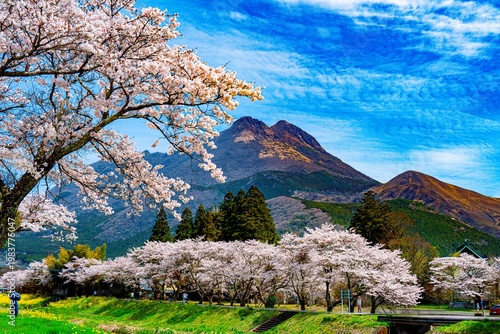 由布院の桜並木