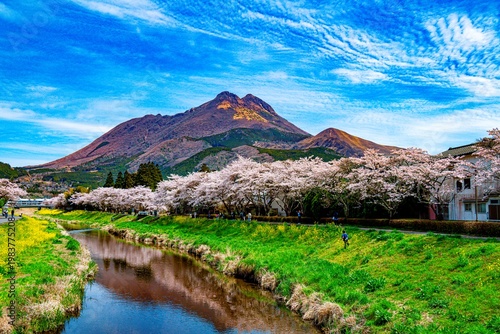 由布院の桜並木