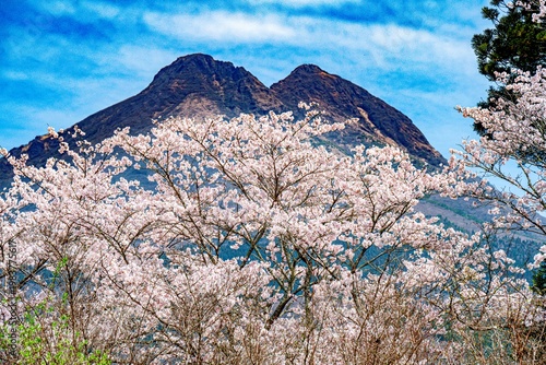 由布院の桜並木