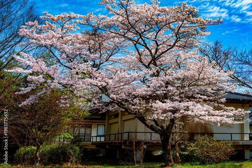 由布院の桜並木