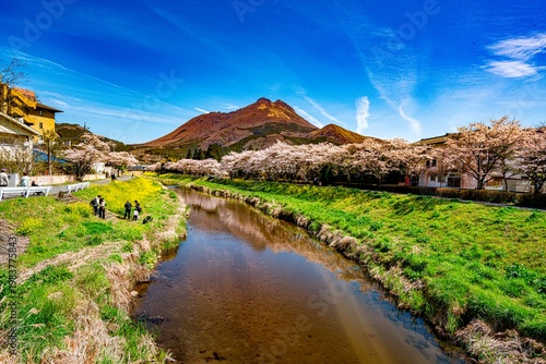 由布院の桜並木