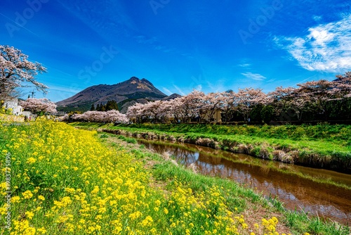 由布院の桜並木