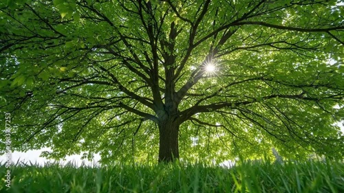 tree in a field with sun shining through leaves