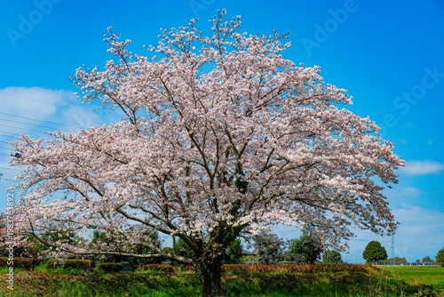 はちまんの郷の桜