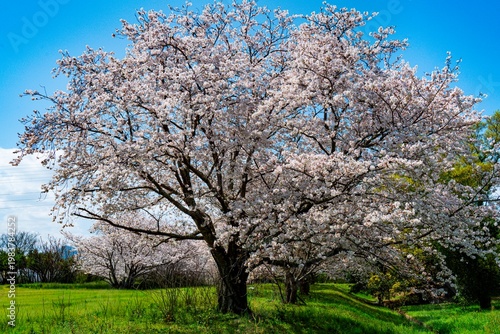 はちまんの郷の桜
