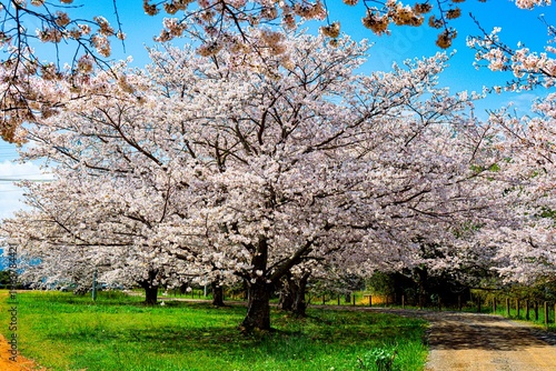 はちまんの郷の桜