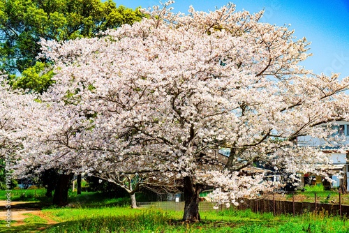 はちまんの郷の桜