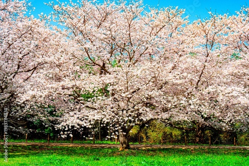 はちまんの郷の桜