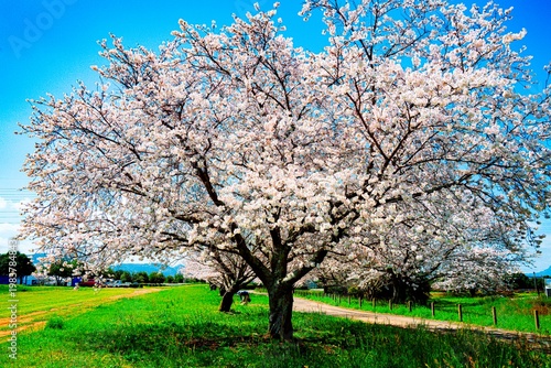 はちまんの郷の桜