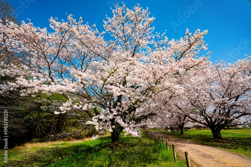 はちまんの郷の桜