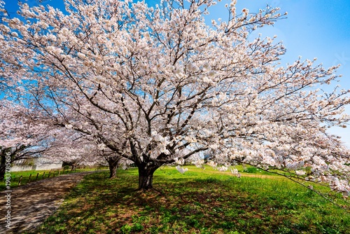 はちまんの郷の桜
