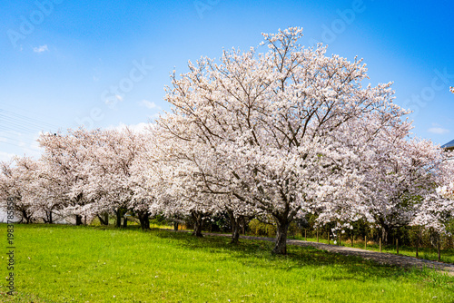 はちまんの郷の桜