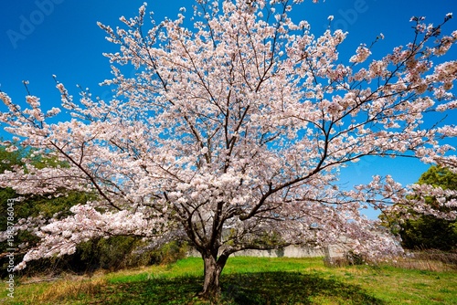 はちまんの郷の桜
