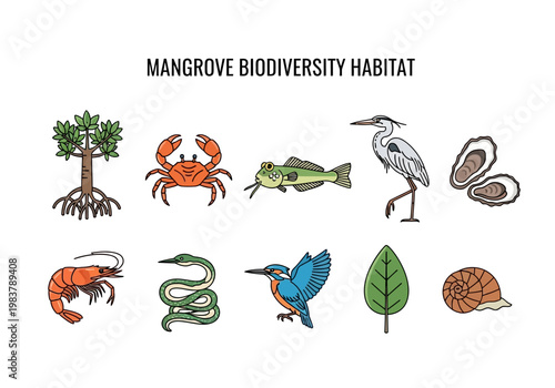Illustrations depicting mangrove biodiversity habitat, including flora and fauna commonly found in this ecosystem