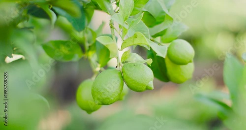 Vertical video: Unripe citrus cluster swaying in breeze on twig in garden while camera pulling back
