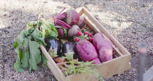 Pushing camera in on wooden crate of beetroots, eggplants, radishes on gravel, emphasizing textures