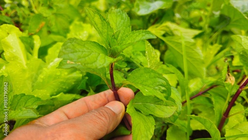farmer's hand picking fresh mint leaves in the garden. Fresh mint leaves in hand in organic garden, herbal plant and healthy natural ingredient concept