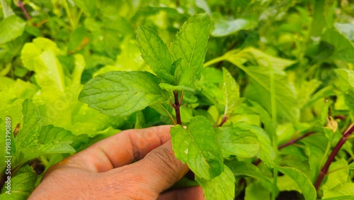 farmer's hand picking fresh mint leaves in the garden. Fresh mint leaves in hand in organic garden, herbal plant and healthy natural ingredient concept