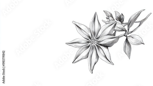 Hand-Drawn Botanical Illustration of Elegant Star-Shaped Flower