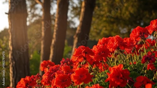 vibrant red flowers in a garden with trees
