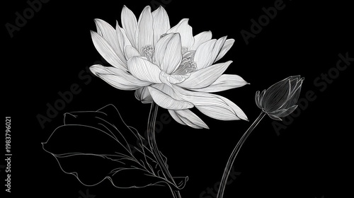 Elegant Black and White Lotus Flower with Bud and Leaf Design