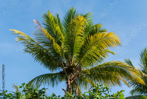 Tropical palm tree canopy rising into open sky with lush leaves and summer daylight atmosphere