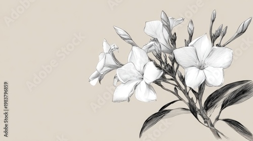 Elegant White Floral Illustration on Soft Beige Background