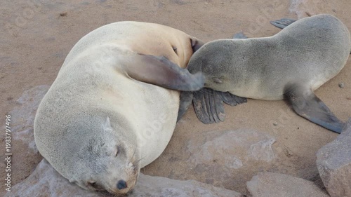 a fur seal pup starts to suckle while its mother rests at cape cross seal colony in namibia, africa