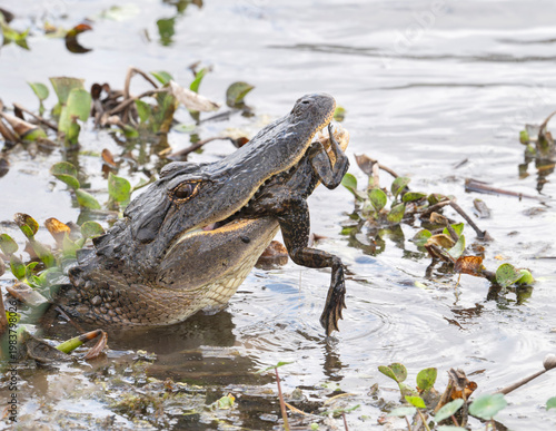 American Alligator Feeding on Bullfrog in Wetlands of Brazos Bend State Park