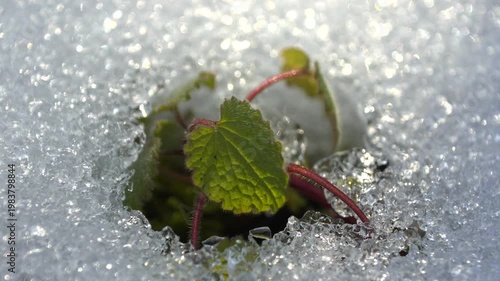 揺れる木漏れ日の中で雪の下から力強く芽生えた葉